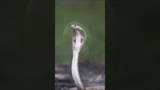 Sri Lankan cobra | animals | short