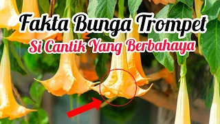 Fakta Bunga Trompet Sicantik yang berbahaya