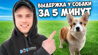 ВЫДЕРЖКА У СОБАКИ ЗА 5 МИНУТ | Дрессировка командам | как научить собаку