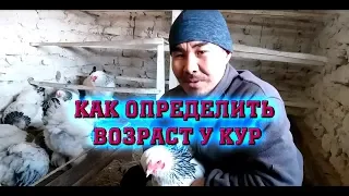 Как я различаю молодую курицу от старой