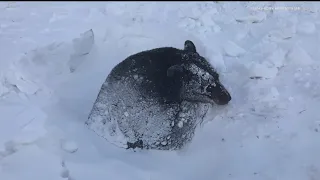 Record snow and cold are having a deadly impact on Minnesota's deer population