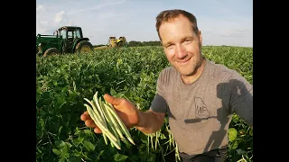 Earn $1400 a week picking peas