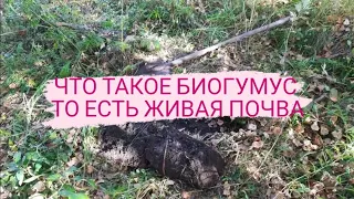 Плодородие почвы Что такое Биогумус Живая Почва