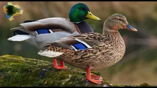 Meet The Mallards / Ducks and the baby ducklings /Colourful Birds