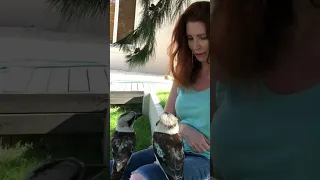 Rockabye Kookaburra 😍 bouncing on my lap! #shorts  #kookaburra #birds #birdlovers #omg