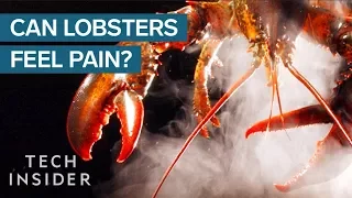 Why Do We Boil Lobsters Alive?