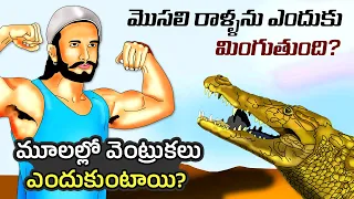 Interesting Facts in Telugu | Why do we have armpit hair | Purpose of Eyebrows | Telugu Facts