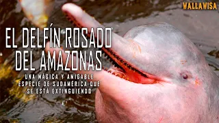 El delfín rosado del Amazonas: una especie en extremo peligro de extinción