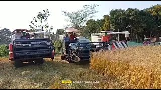 Mini Harvester machine testing in wheat field I Mini harvester I japani harvester I paddy harvester