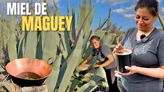 ASÍ SE EXTRAE EL AGUAMIEL Y MIEL DE MAGUEY