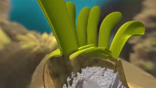 How Do Corals Build Reefs? | California Academy of Sciences