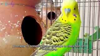 why do budgies get mites?