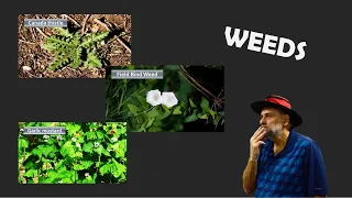 What to Do About Weeds in the Garden - Thistle, Bindweed, Garlic Mustard