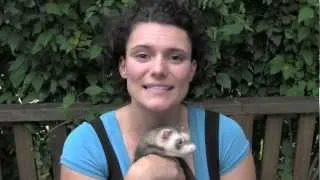 How to tame a ferret - www.Ferret-World.com