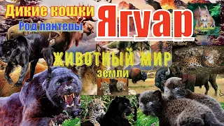 Животный мир земли. Дикие кошки. Род: пантеры. Ягуар