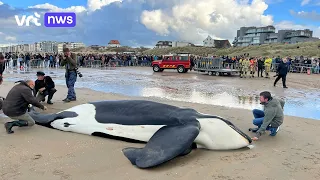Aangespoelde orka lokt massa volk naar het strand van De Panne
