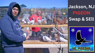 Pigeon Swap & Sell - Jackson, NJ (Spring 2023)