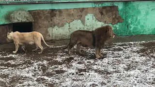 После завтрака в вольере вожака. Тайган After breakfast in the leader's lion enclosure. Taigan