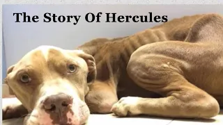 The Story Of Hercules