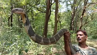 #kingcobra release  13ft King Cobra's deadly attack on me while releasing😱