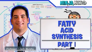 Metabolism | Fatty Acid Synthesis: Part 1