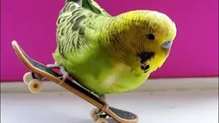 Попугай танцует под музыку !A parrot dancing to the music!