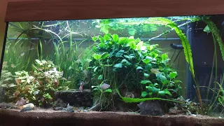 Juwel Aquarium Rio 125 Update 23.04.2021