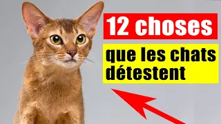 Les 12 choses que les chats détestent le plus | Incroyablement Top