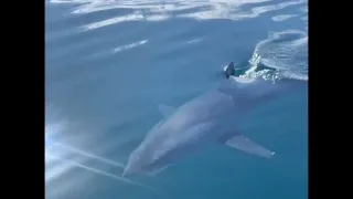 Mako Shark Attacks Marlin