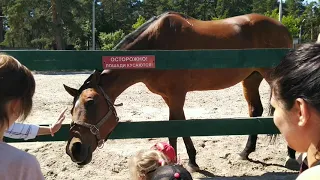 Челябинский зоопарк. Лошадка - друг человека! 🐴