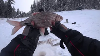 рекордная сорога и язи.эта таёжная река радует рыбой.