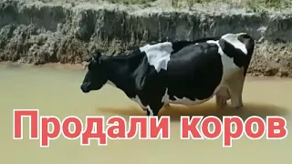 Продали коров заботливым людям! Там коровам будет хорошо!