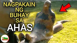 LALAKI NAGPAKAIN NG BUHAY SA ISANG DAMBUHALANG AHAS | Kienn Thoughts