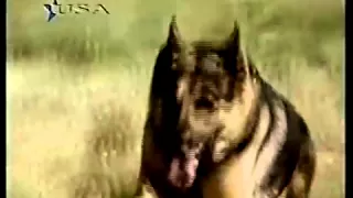 Bionic Woman -  Mulher Biônica  - Bionic Dog