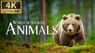 World of Wild Animals 4K 🐾 Discovery Relaxation Wonderful Wildlife Movie with Relaxing Piano Music