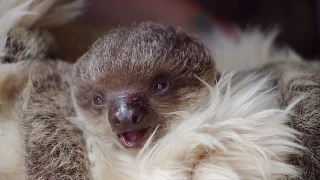 Baby Sloth Edward Will Melt Your Heart!