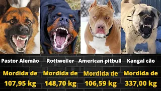 AS 20 RAÇAS DE CÃES COM A MORDIDA MAIS FORTES E PODEROSA DO MUNDO  Kangal,Tosa Inu, American pitbull