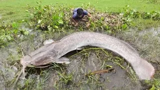 Omg! Amazing Hand Fishing Video  Traditional Boy Catching Fish River Side