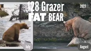 128 Grazer ▪︎ 2023 FAT Bear Week ▪︎ Explore.org