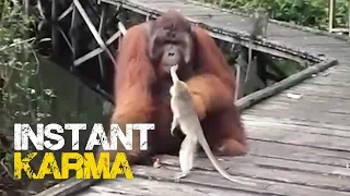 Monkey Steals Banana from Orangutan's Mouth - Instant Regret