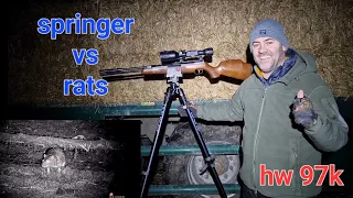 HW97K VS RATS , #springer #ratting #hw97k #weihrauch #pestcontrol