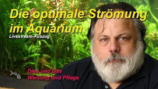 Wie kann ich eine möglichst optimale Strömung im Aquarium erzeugen?