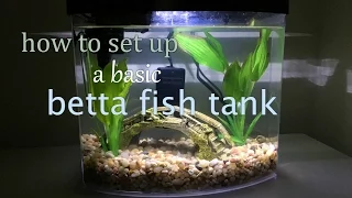 How to set up a Basic Betta Fish Tank