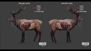 Elk Shot Placement | Elk Anatomy | 3D Graphic Tool