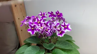 African Violet - Cherry Princess