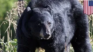 Take that! Maryland woman survives bear attack by punching it in the face - TomoNews