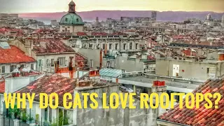 Why do cats love rooftops?