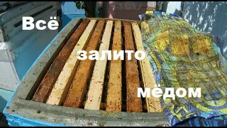 Пик медосбора !  Всё залито мёдом !