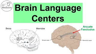Brain Language Centers: Broca’s Area, Wernicke’s Area, Angular Gyrus & Arcuate Fasciculus