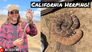 Looking for Snakes Under Garbage in Southern California! Rosy Boa, Red Diamond Rattler, and More!